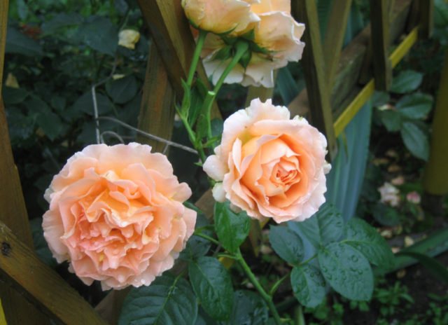 Плетистая роза Полька: описание сорта, фото