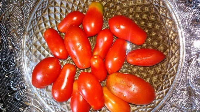'Почему огородникам так нравится томат 