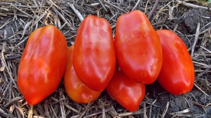 'Почему огородникам так нравится томат 