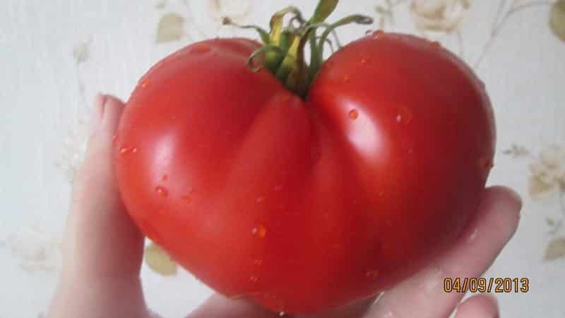 'Получаем богатый урожай даже в неблагоприятных погодных условиях, выращивая томат 