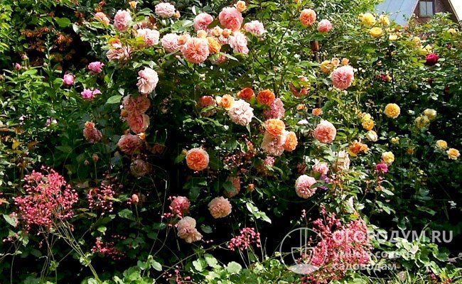 Роза «Чиппендейл» хорошо смотрится в одиночных и групповых посадках, прекрасно сочетается с хвойными, декоративно-лиственными и мелкоцветковыми многолетниками