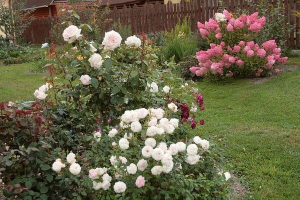 Розы Аспирин требуют интенсивного ухода в период роста молодых саженцев