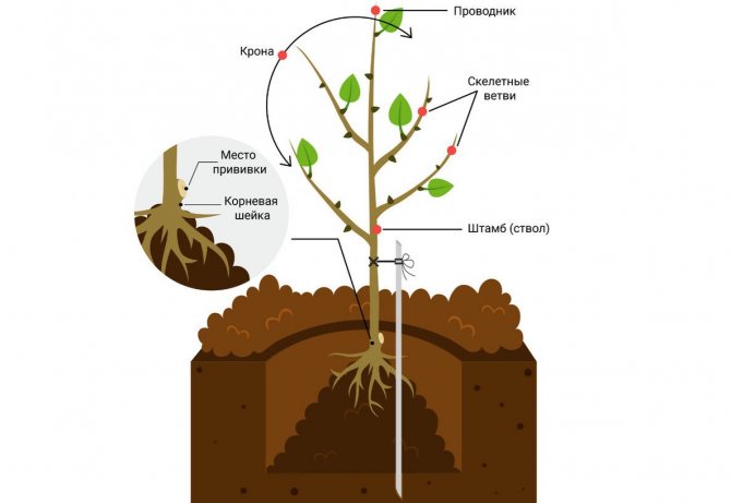 Схема посадки саженца плодового дерева