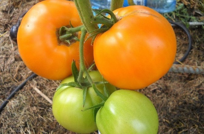 Выращивание томатов Апельсин