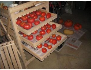 хранение томатов
