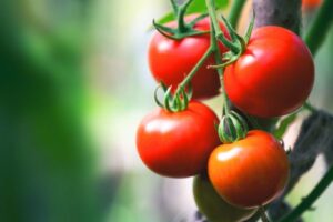 Описание сорта томатов Линда