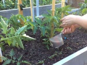 полив и удобрение томатов
