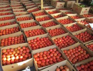сбор и хранение томатов