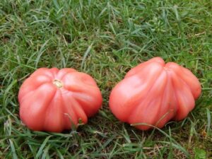 технология посева томатов сорта инжир