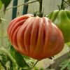 томат инжир розовый характеристика