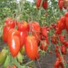 томат корнабель отзывы фото урожайность