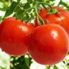 томат линда характеристика и описание сорта