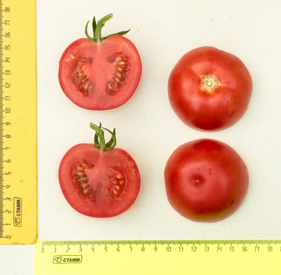 томат Лирика плоды