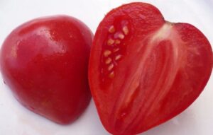 томат мазарини плоды