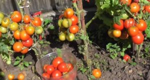 томат москвич урожайность