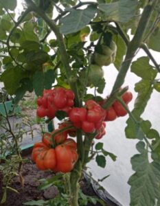 томат сорта рейсетомейт