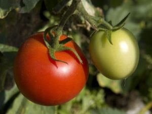 томат видимо невидимо плоды