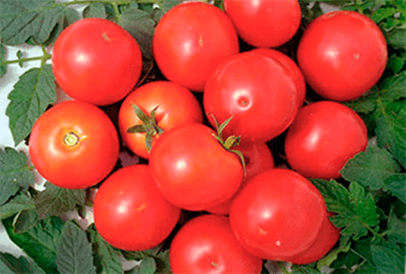 томат яблонька россии