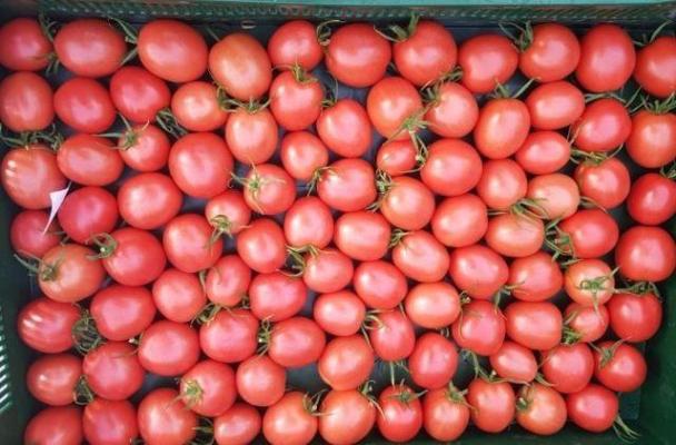 томат японка урожай