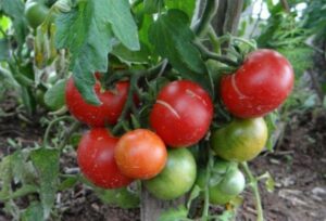 томаты лабрадор вредители
