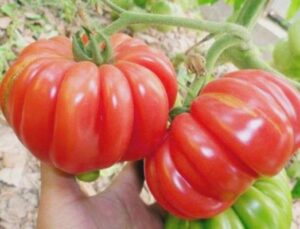 томаты сорта инжир