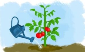 умеренный полив томатов