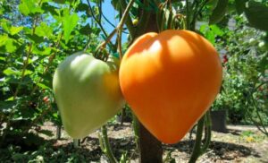 урожай томатов сердце ашхабада