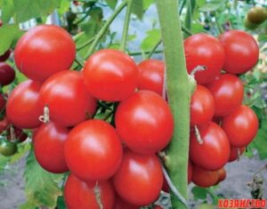 урожайность томатов линда