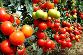 яблонька россии томат отзывы фото