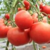 помидоры евпатор описание сорта фото отзывы