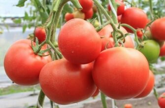 помидоры евпатор описание сорта фото отзывы