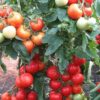 томат интуиция отзывы фото урожайность характеристика