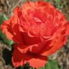роза анжелика фото и описание