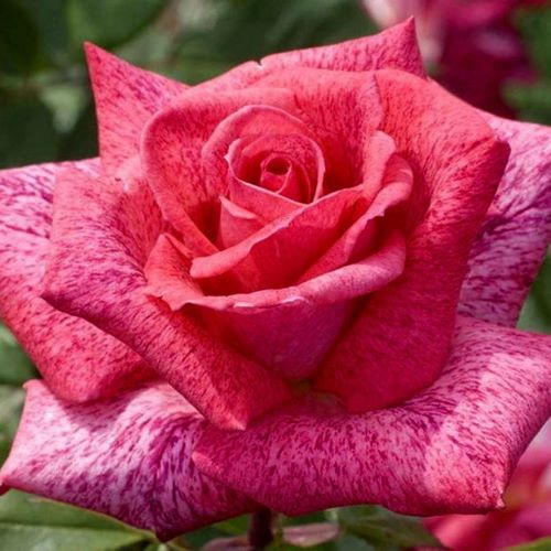 роза пьер карден