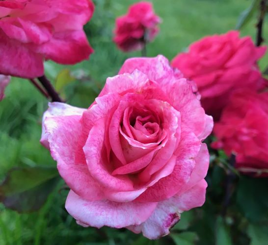 пьер карден роза фото