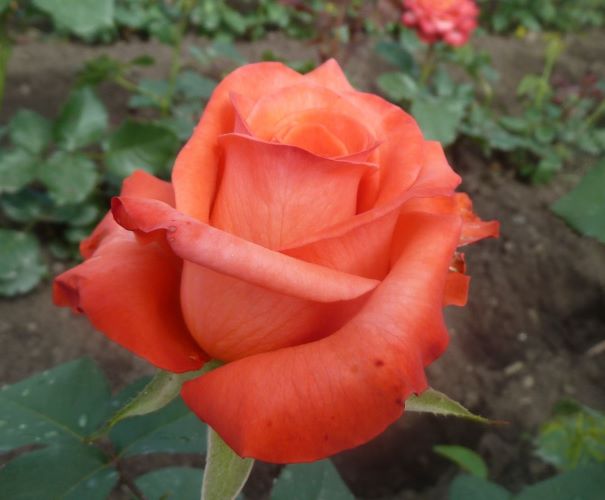 роза чайно гибридная валентина
