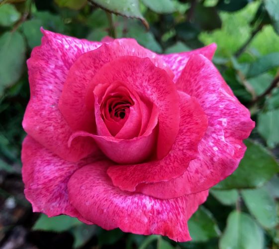 роза пьер карден фото и описание