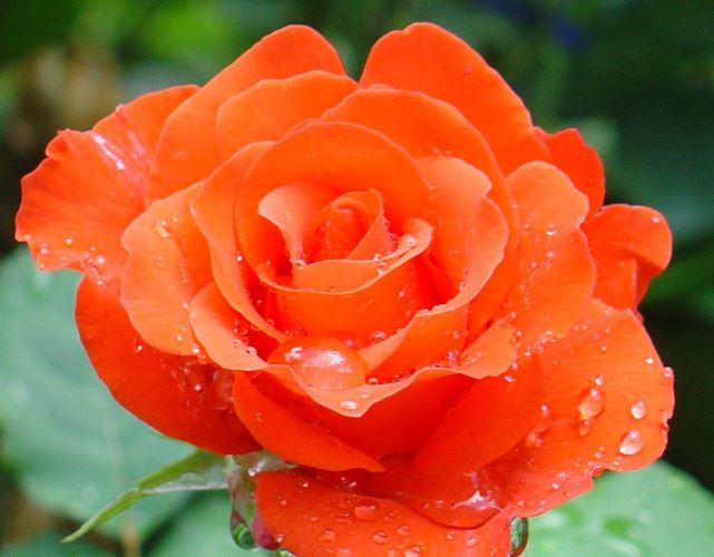 роза анжелика фото и описание отзывы зимостойкость