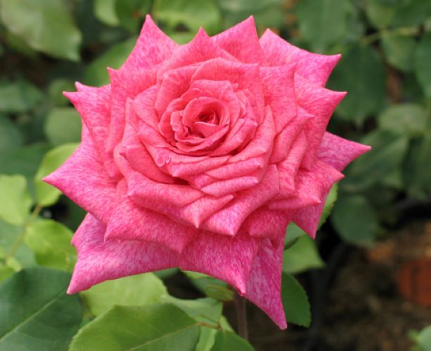 роза пьер карден фото и описание отзывы