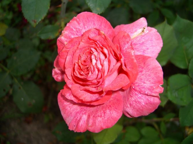 роза чайно гибридная пьер карден