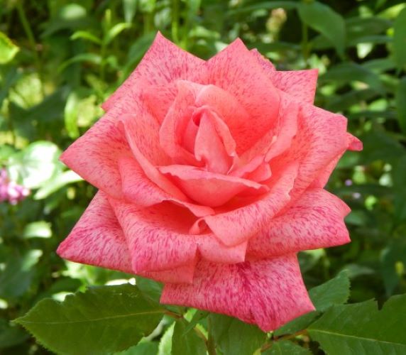 роза пьер карден описание