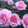 роза боника фото и описание отзывы