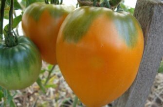 медовый спас томат отзывы
