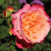 роза августа луиза