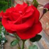роза сантана