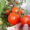 томат краснобай