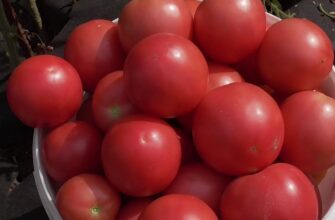 томат сорта деликатес отзывы