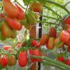 томат засолочный деликатес описание сорта фото отзывы