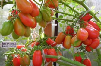 томат засолочный деликатес описание сорта фото отзывы