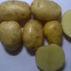 картофель джувел